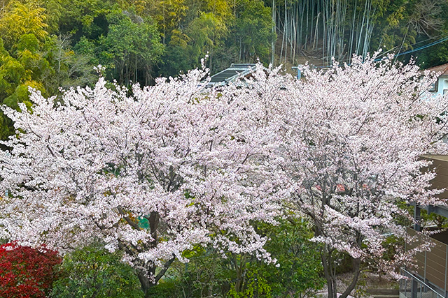 病棟からの風景（桜）